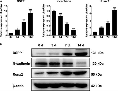 N-Cadherin Regulates the Odontogenic Differentiation of Dental Pulp Stem Cells via β-Catenin Activity